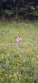 Gallo grande
