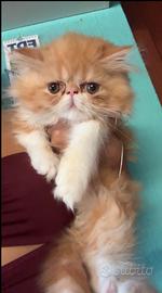 Persiano