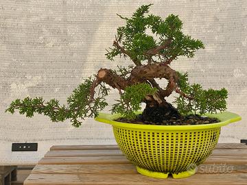 Ginepro itoigawa con prima impostazione