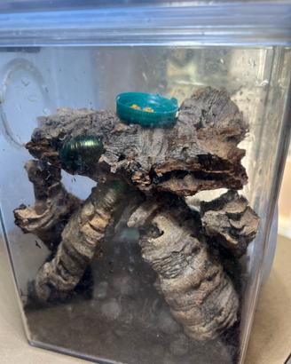 Blatte Ornamentali -PseudoGlomeris Magnifica