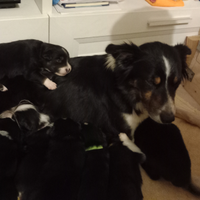 Border Collie Tigrotti