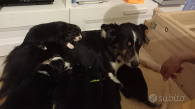 Border Collie Tigrotti