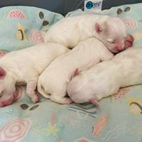 Cucciolo di Maltese a Reggio Emilia