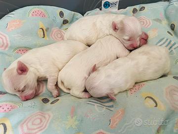Cucciolo di Maltese a Reggio Emilia