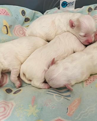 Cucciolo di Maltese a Reggio Emilia