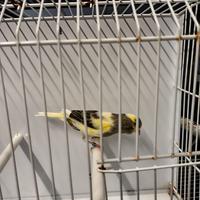 Canarini timbrati spagnoli 2025