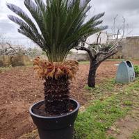 Pianta cycas