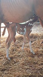 puledra paint horse 