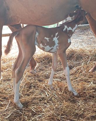 puledra paint horse 