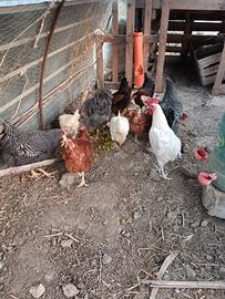 Galline ovaiole