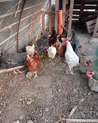 Galline ovaiole