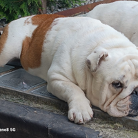 Bulldog inglese per monta