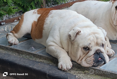 Bulldog inglese per monta