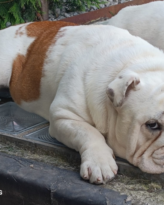 Bulldog inglese per monta