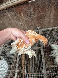 Pulcini sabelpoot amrock marans sebright