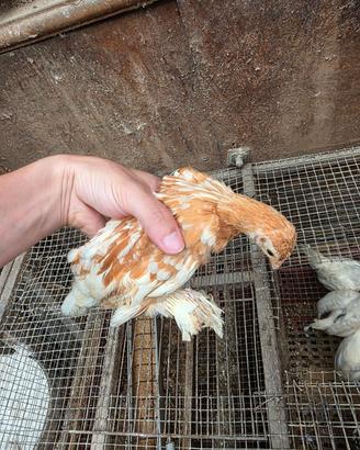 Pulcini sabelpoot amrock marans sebright