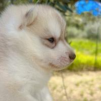 Cuccioli di siberian husky