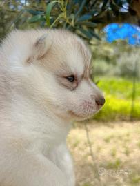 Cuccioli di siberian husky