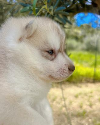 Cuccioli di siberian husky