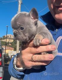 Bulldog grancesr