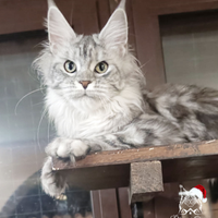 Rehoming femmina Maine Coon