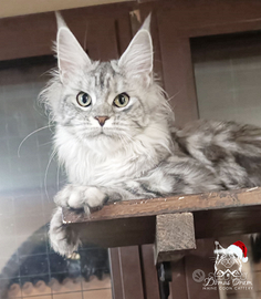 Rehoming femmina Maine Coon