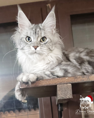 Rehoming femmina Maine Coon