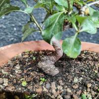 Pre Bonsai melo da fiore