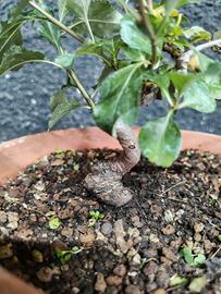 Pre Bonsai melo da fiore