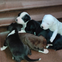 Cuccioli di Amstaff