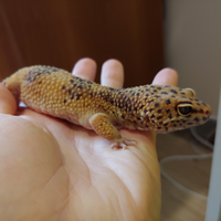 Geco leopardino maschio