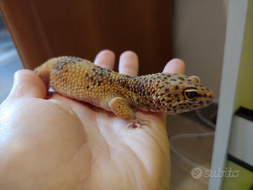 Geco leopardino maschio