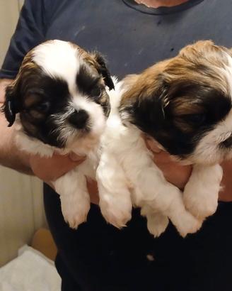 Shitzu shi tzu