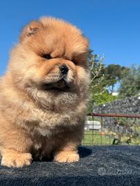 Chow chow femmina rossa