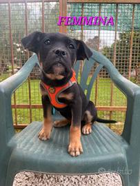 Meravigliosi cuccioli da adottare