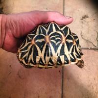 Geochelone elegans