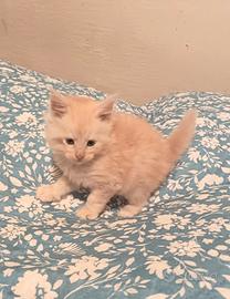 Maine Coon Cuccioli Pedigree vari cori