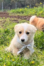 Dolce cucciola aspetta una casa