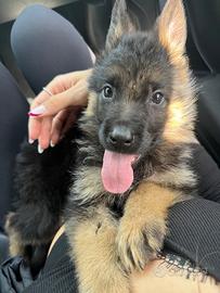 Cuccioli di pastore tedesco di alta genealogia