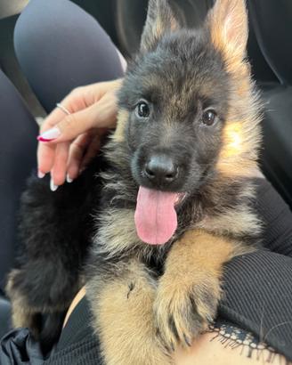 Cuccioli di pastore tedesco di alta genealogia