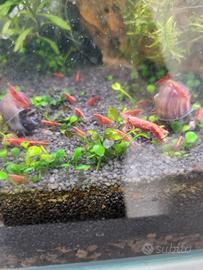 Red cerry neocaridina