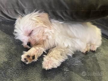 Cucciolo di maltese