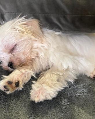 Cucciolo di maltese