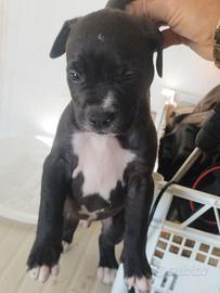 Pitbull