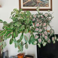 Due piante artificiali