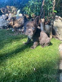 Bulldog francese Fluffy