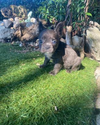 Bulldog francese Fluffy