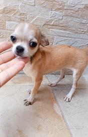 cucciole di chihuahua toy