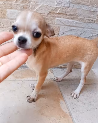 cucciole di chihuahua toy