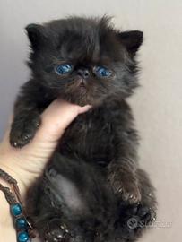 Cucciolo persiano Total Black
